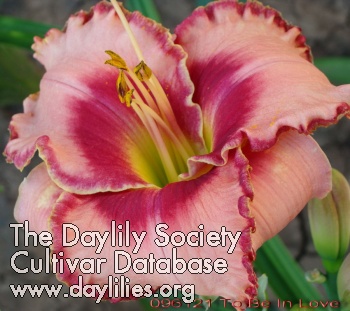 Daylily To Be in Love